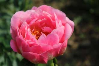 Pink Hawaiian Coral Peony