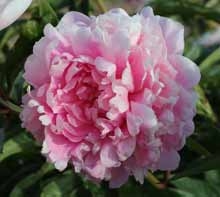 Walter Faxon Light Pink Peony